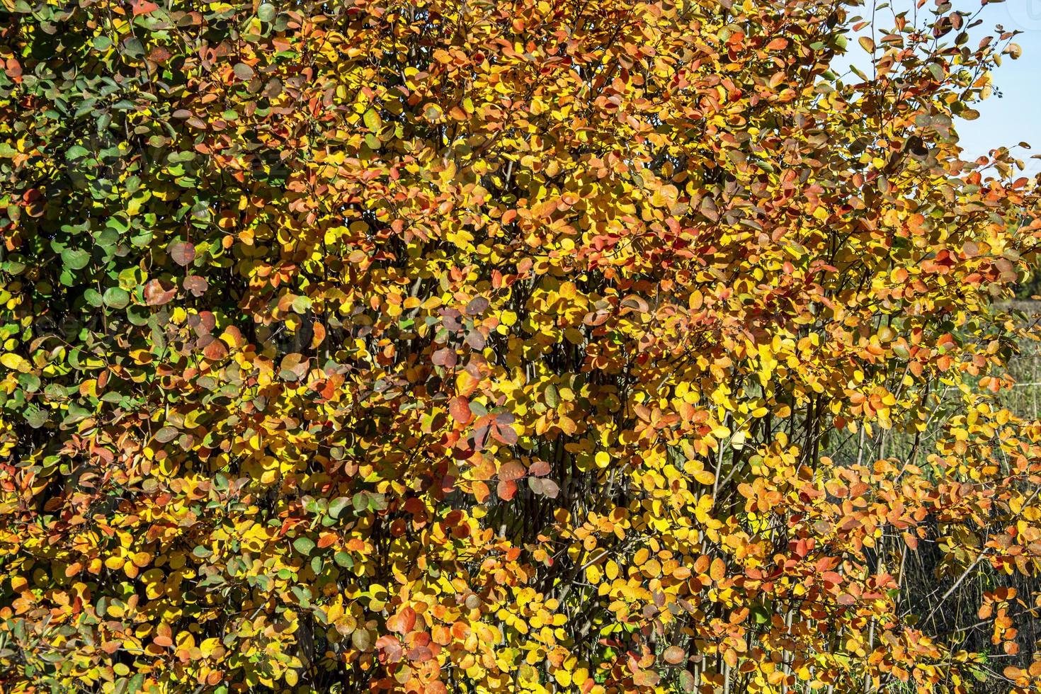 pintoresco árbol de otoño. follaje rojo y amarillo en el arbusto. foto