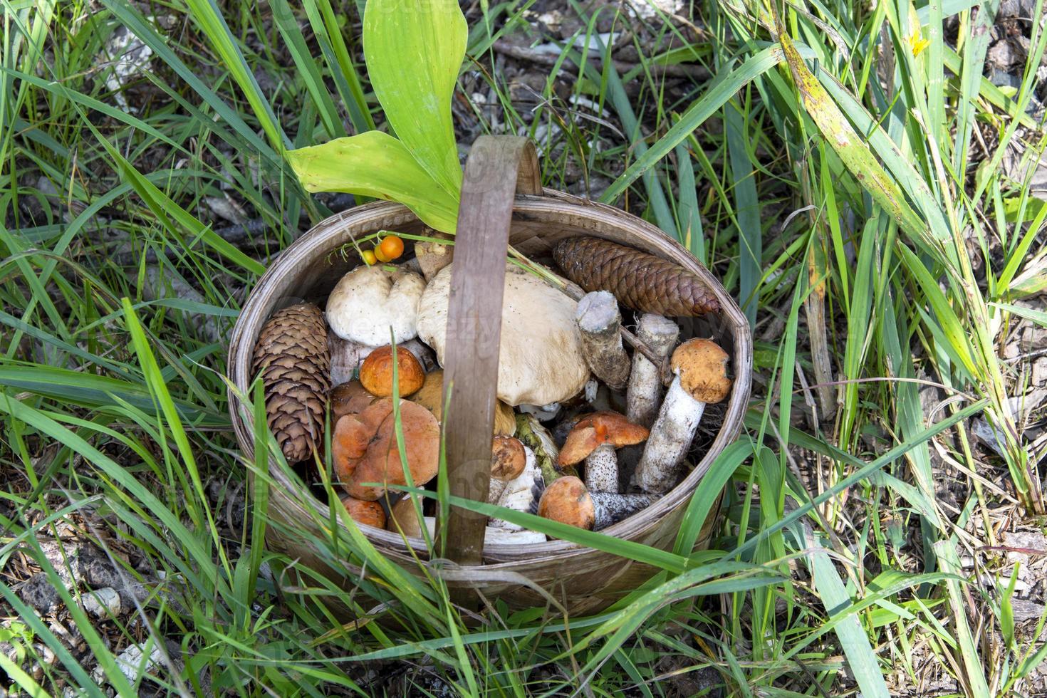 Mushrooms in a basket. Collecting edible mushrooms in the forest. photo