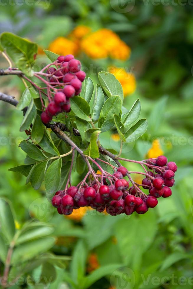 Rowan. Branch with rowan berries on a natural blurred background. photo