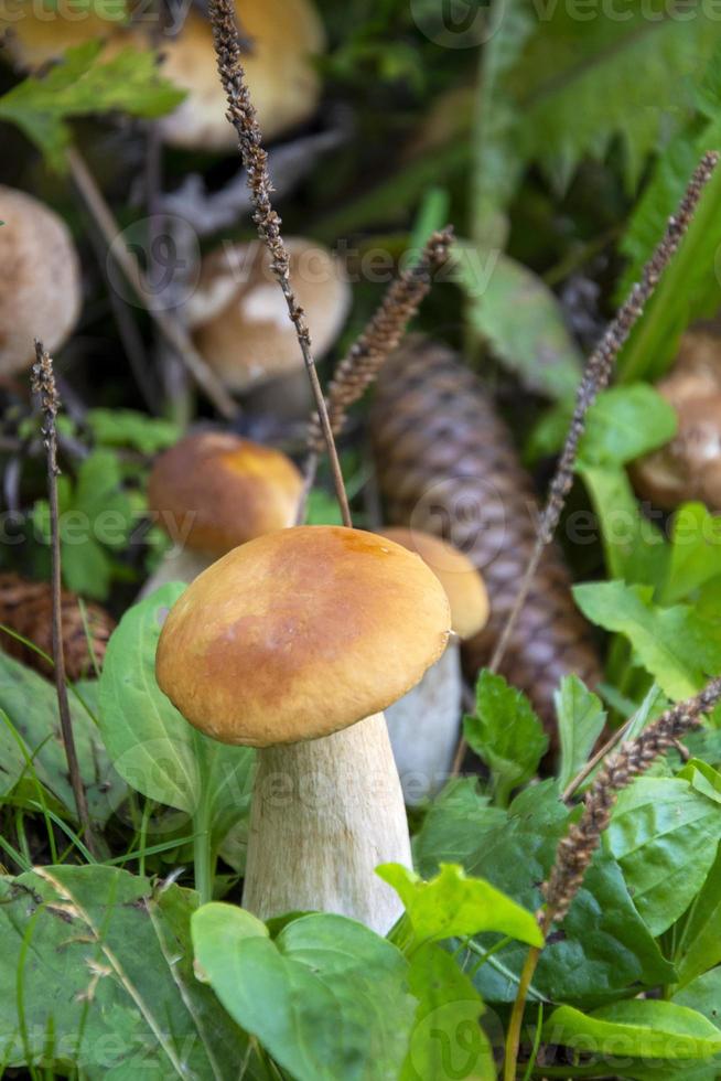 setas porcini en la hierba en el bosque. conos en la hierba. foto