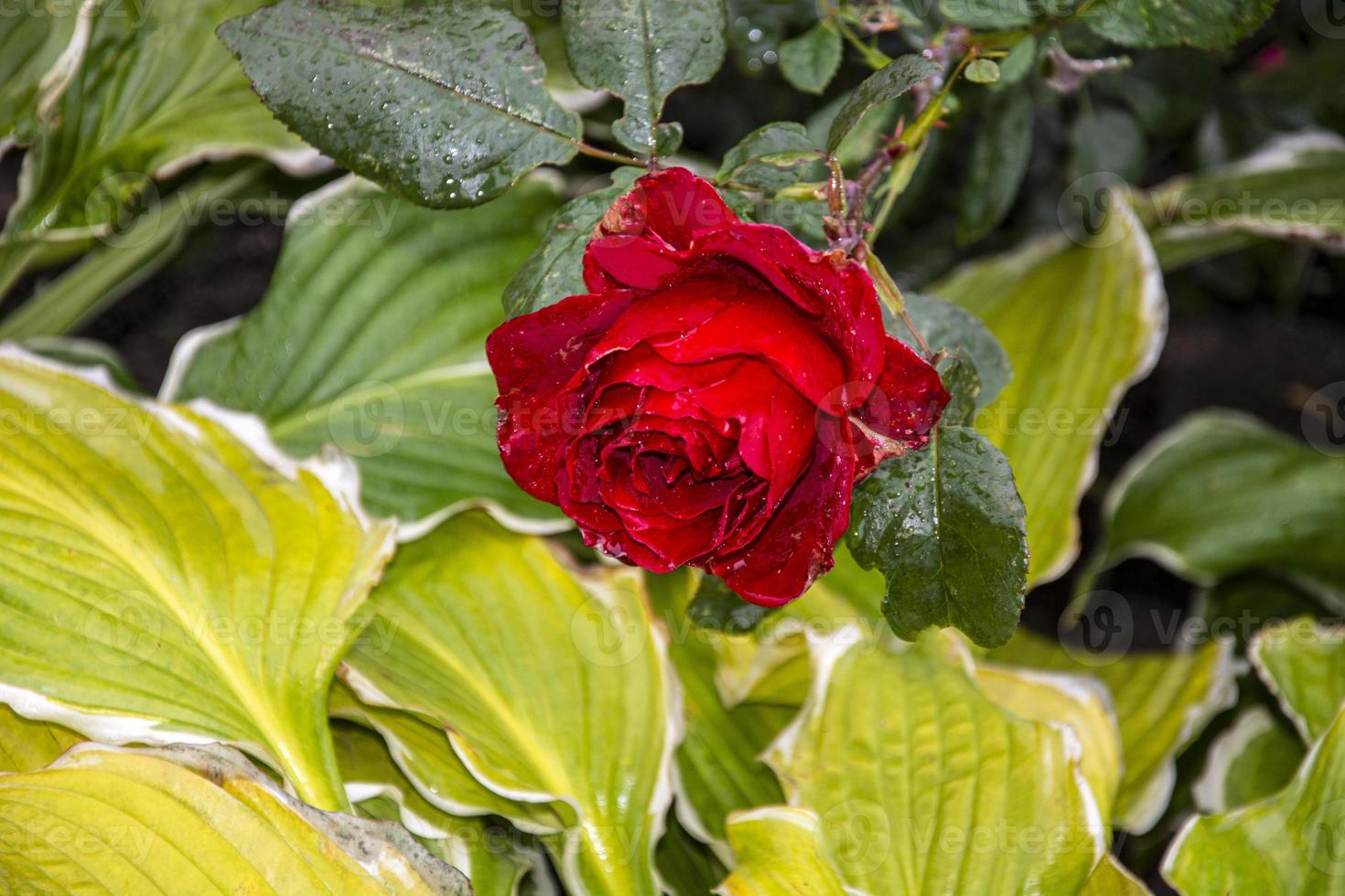 rosa roja en otoño en el fondo de hojas de hosta. foto