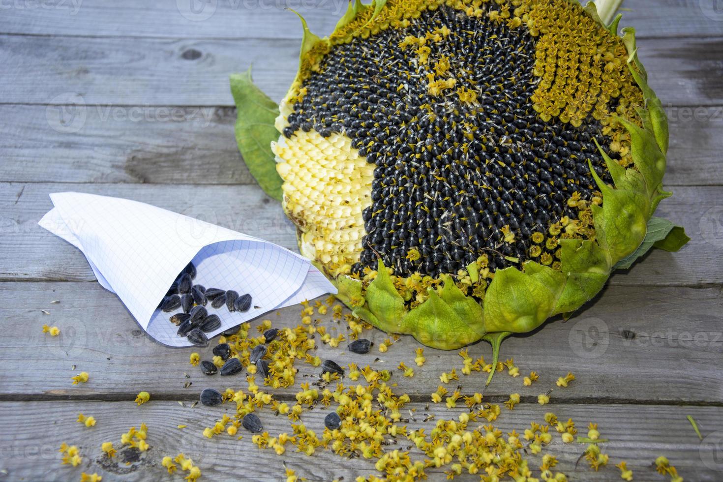 Ripe sunflower. Seeds in a bag and a sunflower flower. photo