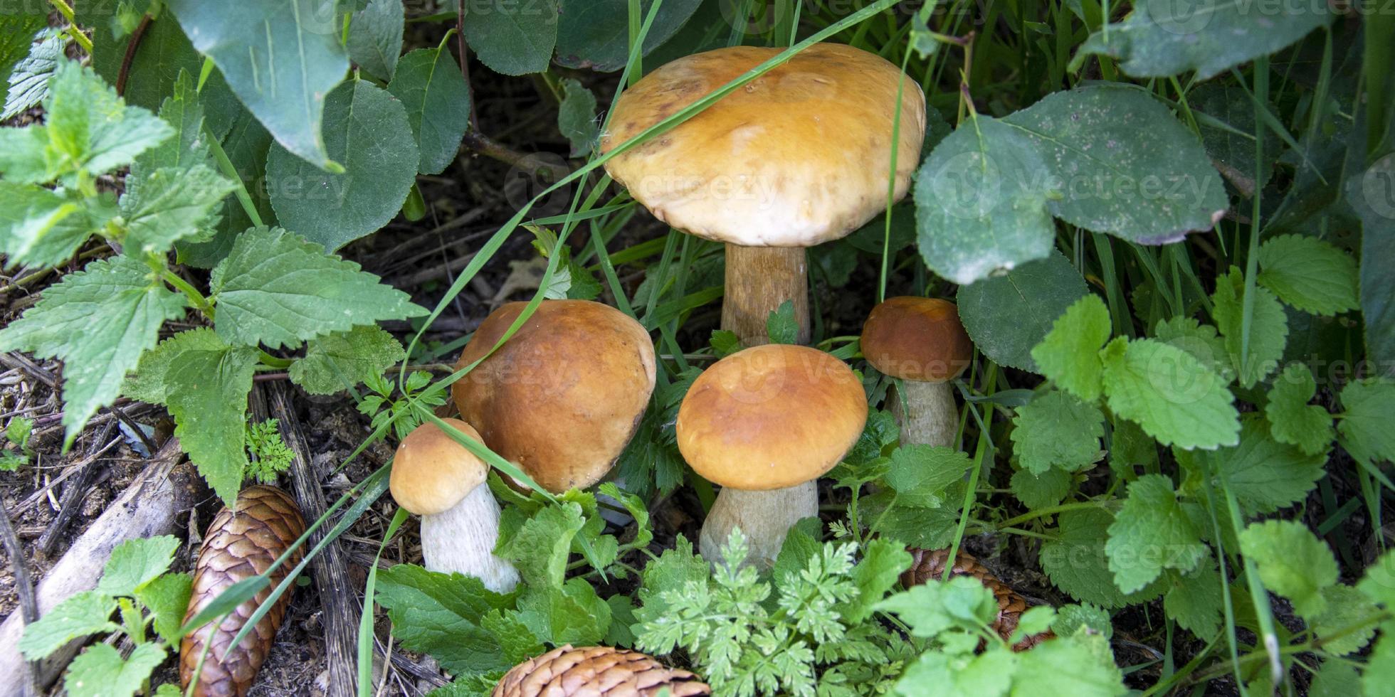 White mushrooms. A family of mushrooms grows in the grass in the forest. Forest edible mushrooms. photo