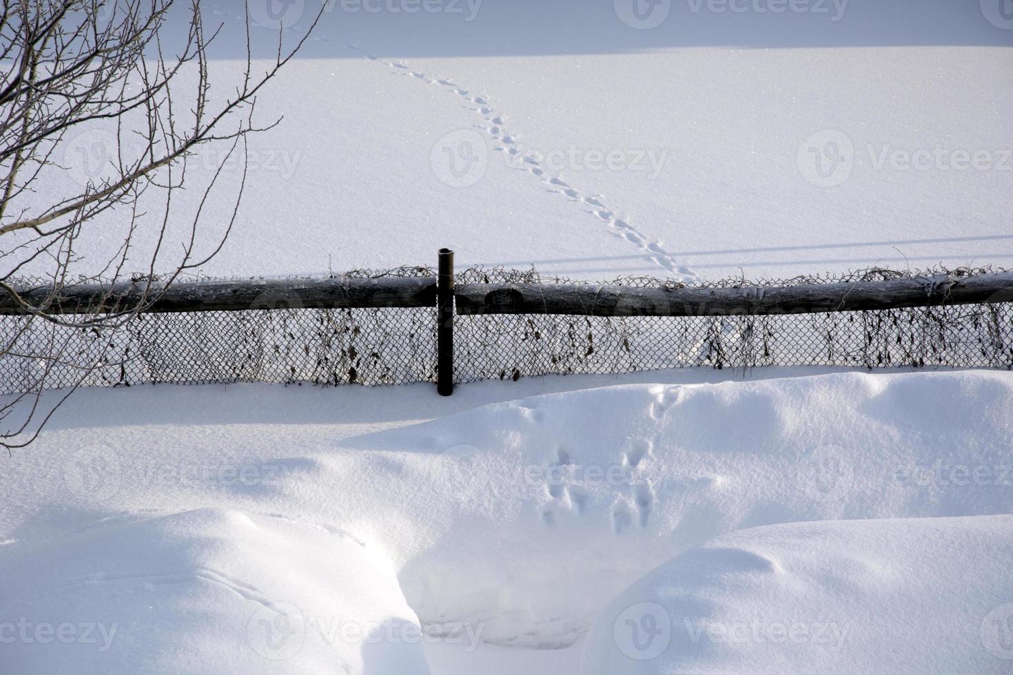 Cat footprints in the snow. The cat walked along the snow crust from garden to garden through the fence. photo