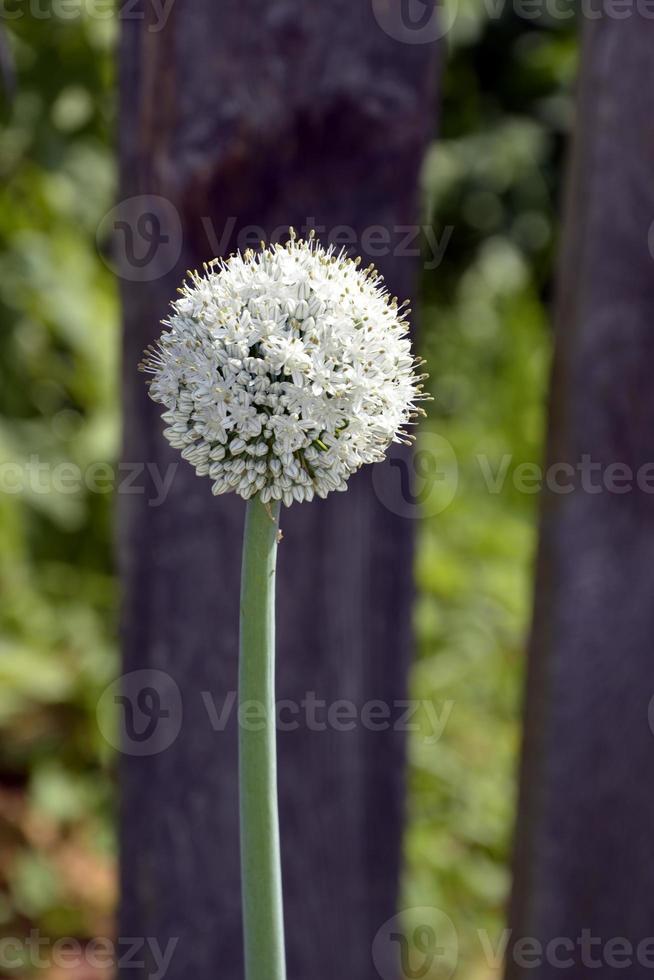 Close-up of a ball with nigella. Onion head with seeds. photo