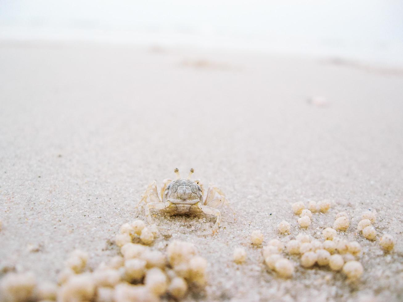 A ghost crab digging sand to make a hole on the beach. Hua Hin, Thailand. photo