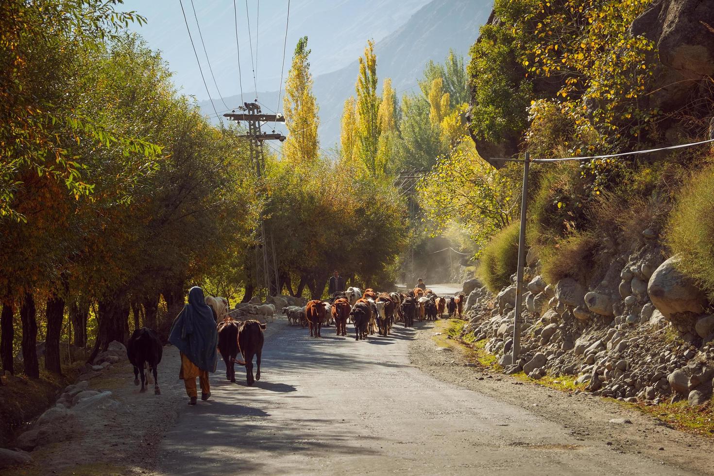 gilgit baltistan, pakistán, 2017 - pastores locales y rebaño de vacas, ovejas y cabras caminando por la carretera en el campo. temporada de otoño en el valle de ghizer. foto