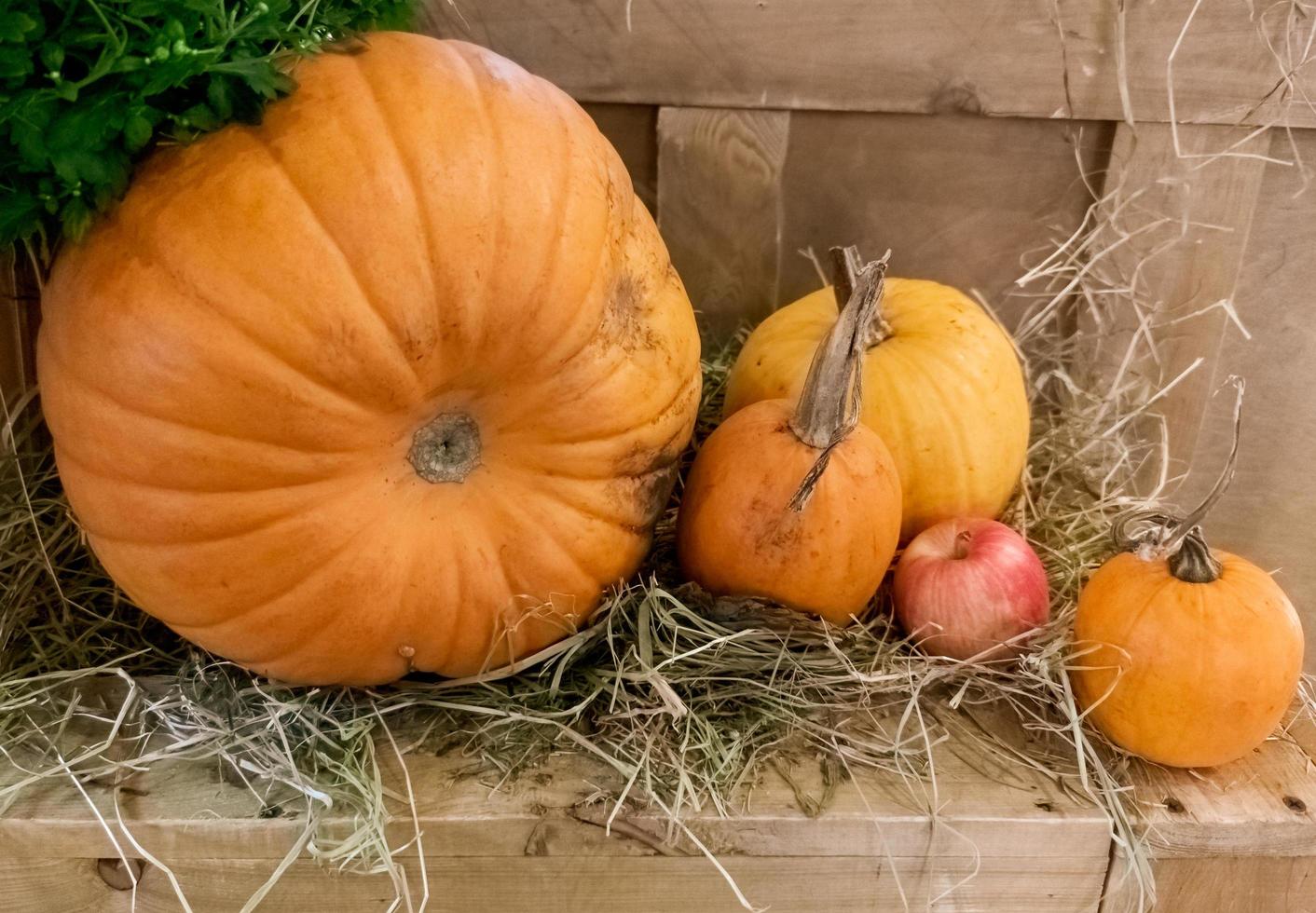 Four pumpkins and an apple lying on dry grass is a traditional illustration of the Thanksgiving holiday photo