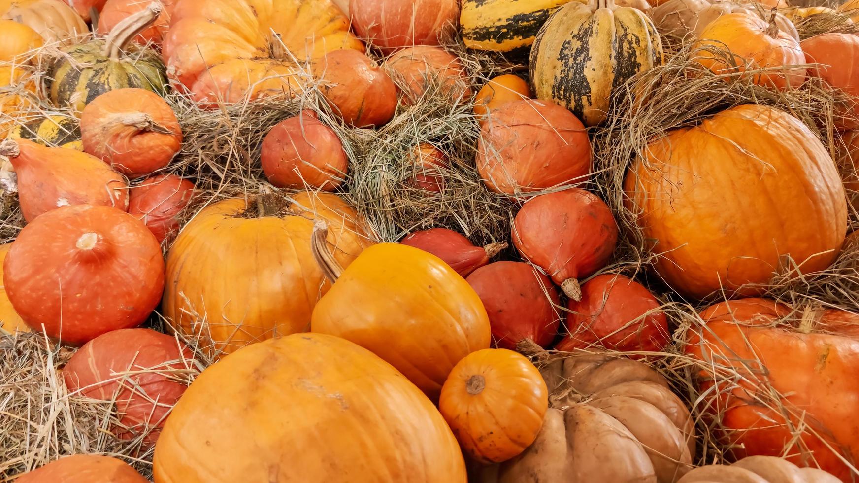 muchas calabazas en el heno, una cosecha abundante, una foto de otoño