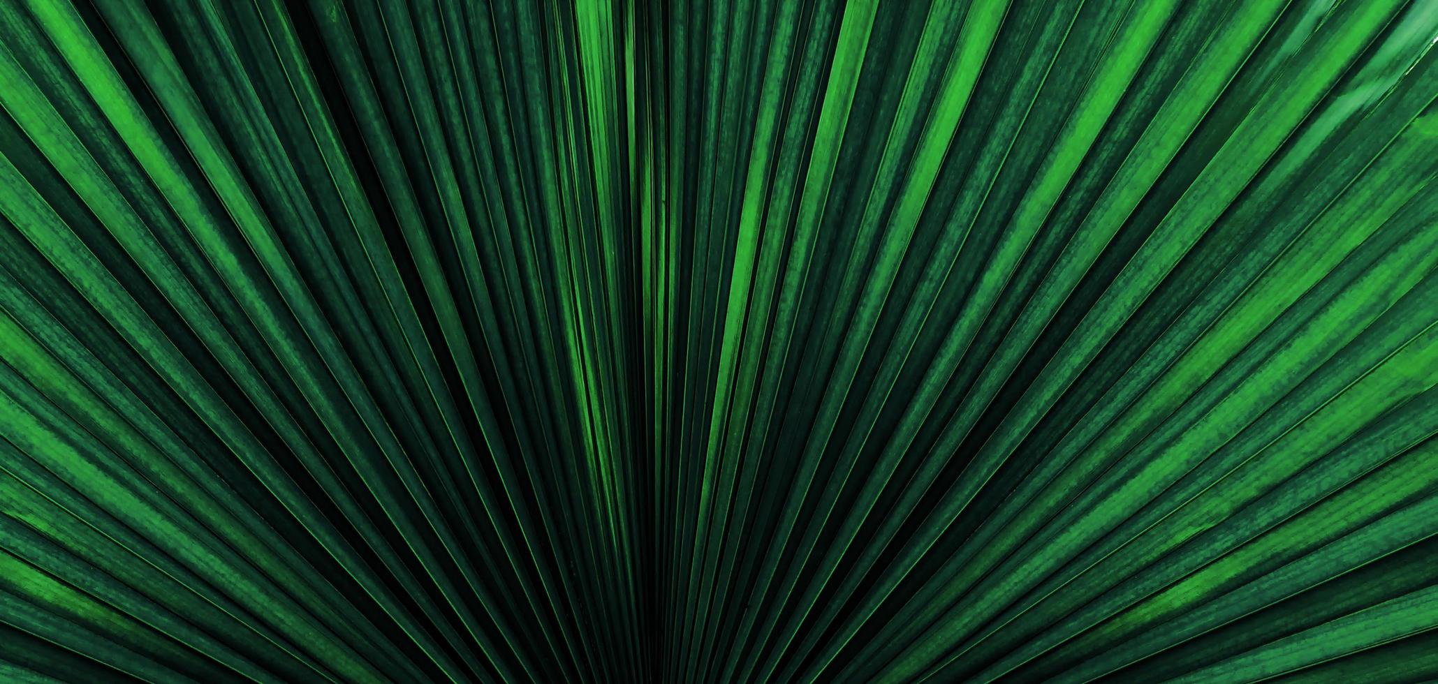 Tropical green leaf photo