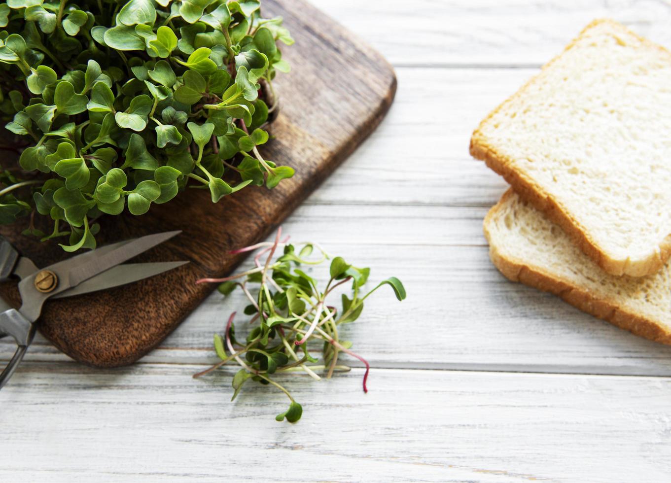 Red radish microgreens and bread photo