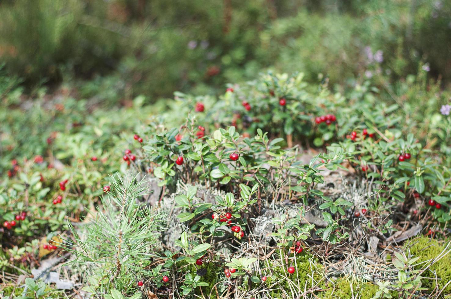 Red lingonberry cranberries photo