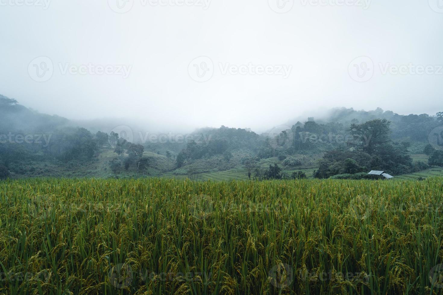 arrozales y campos de arroz en un día lluvioso. foto