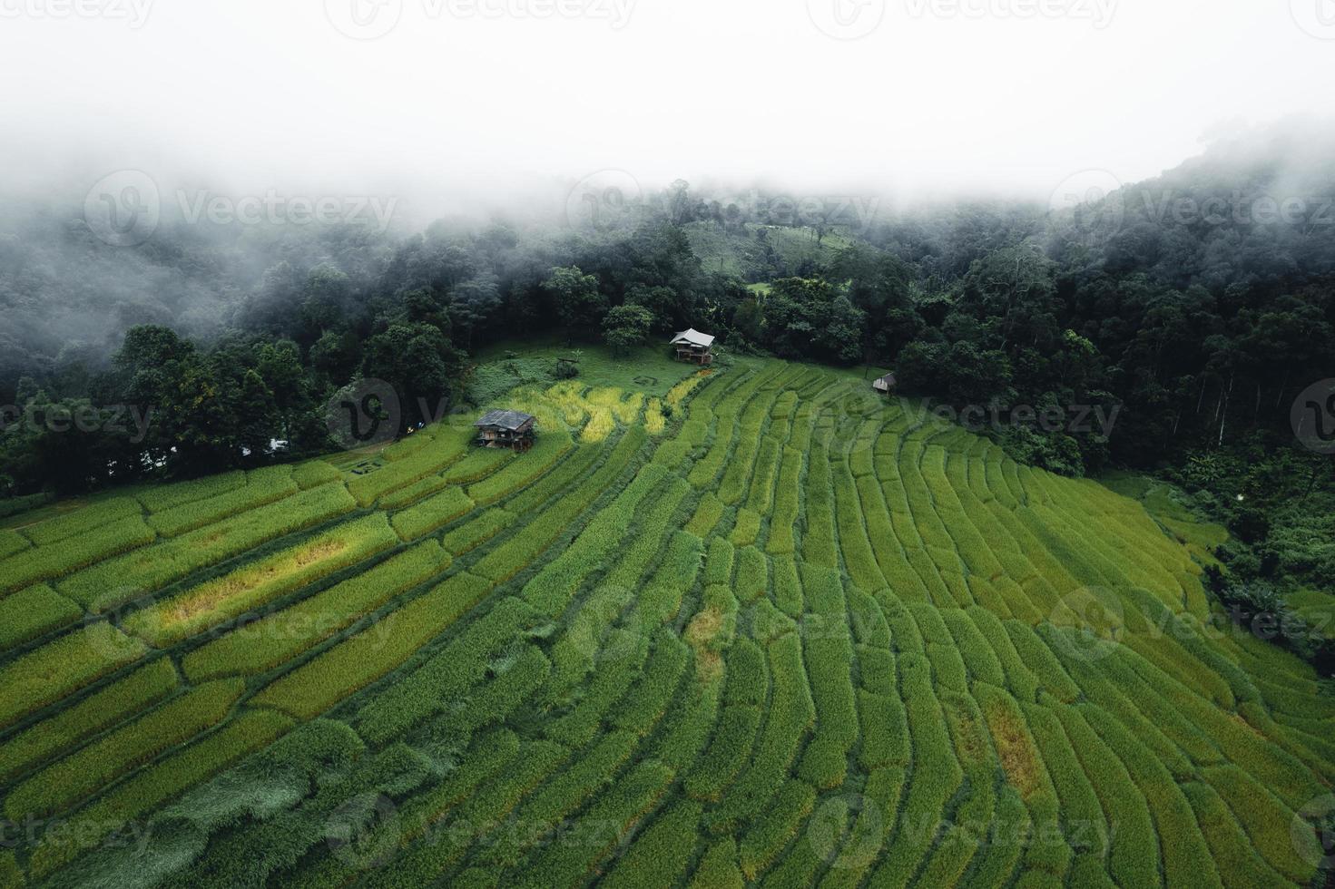 Rice and rice fields on a rainy day photo