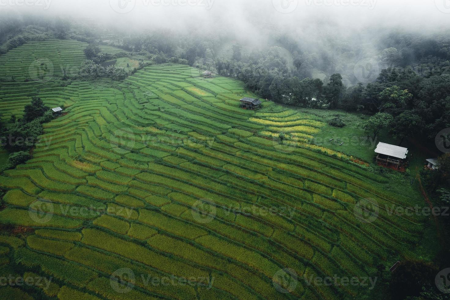 arrozales y campos de arroz en un día lluvioso. foto