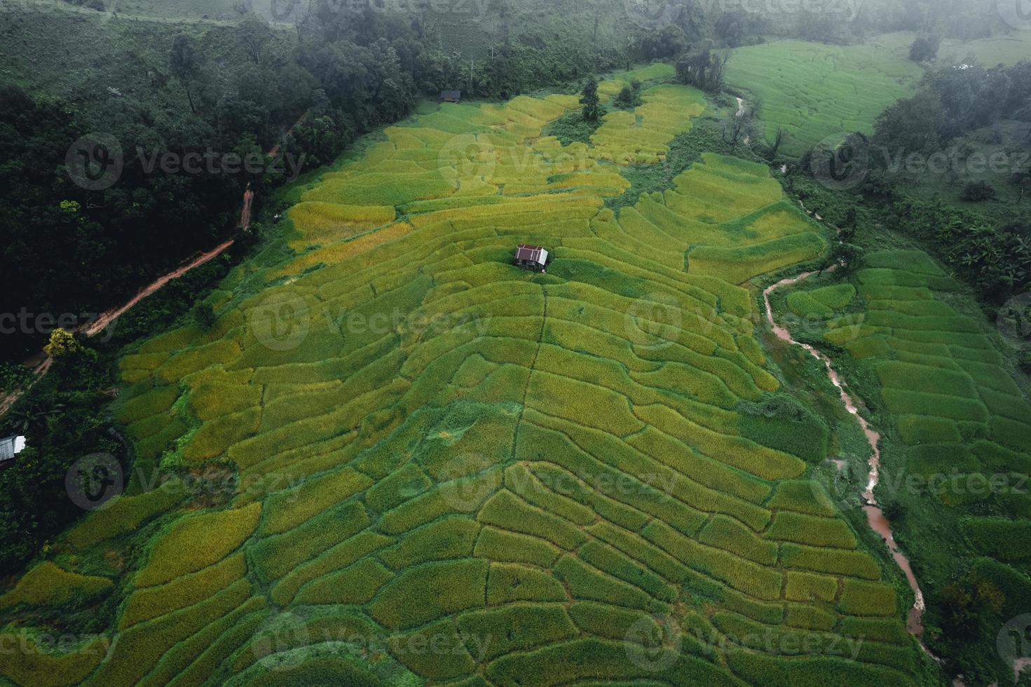 arrozales y campos de arroz en un día lluvioso. foto