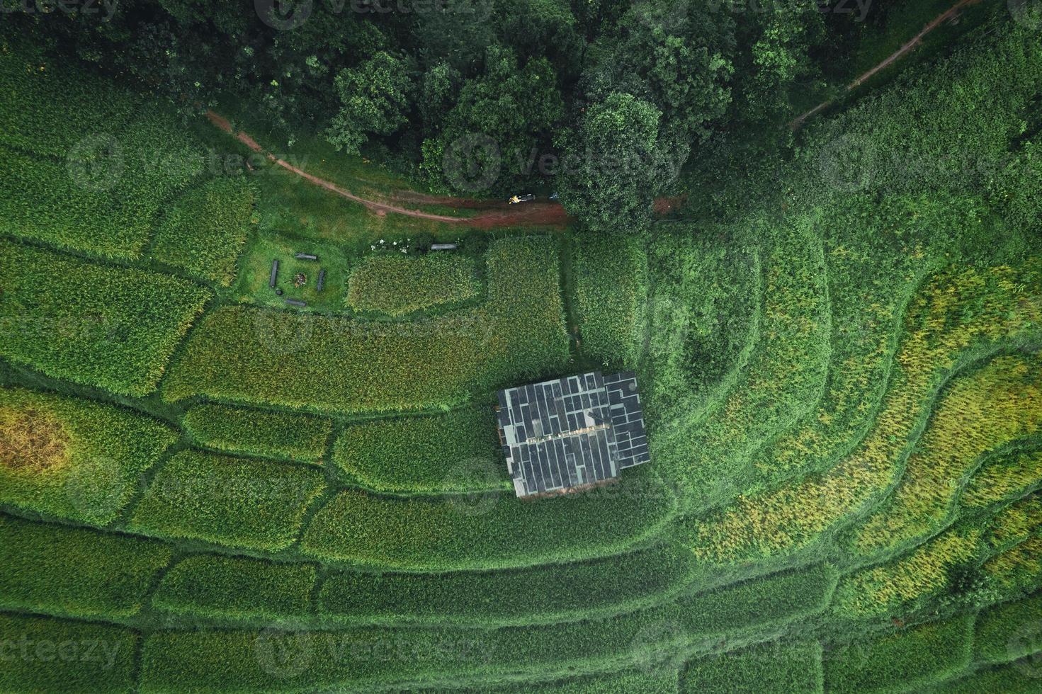 arrozales y campos de arroz en un día lluvioso. foto