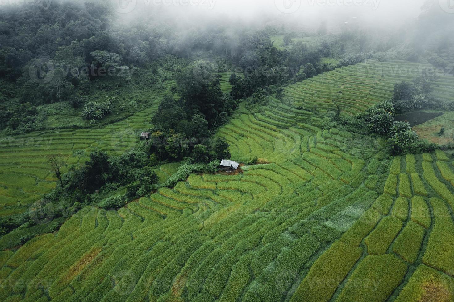 Rice and rice fields on a rainy day photo