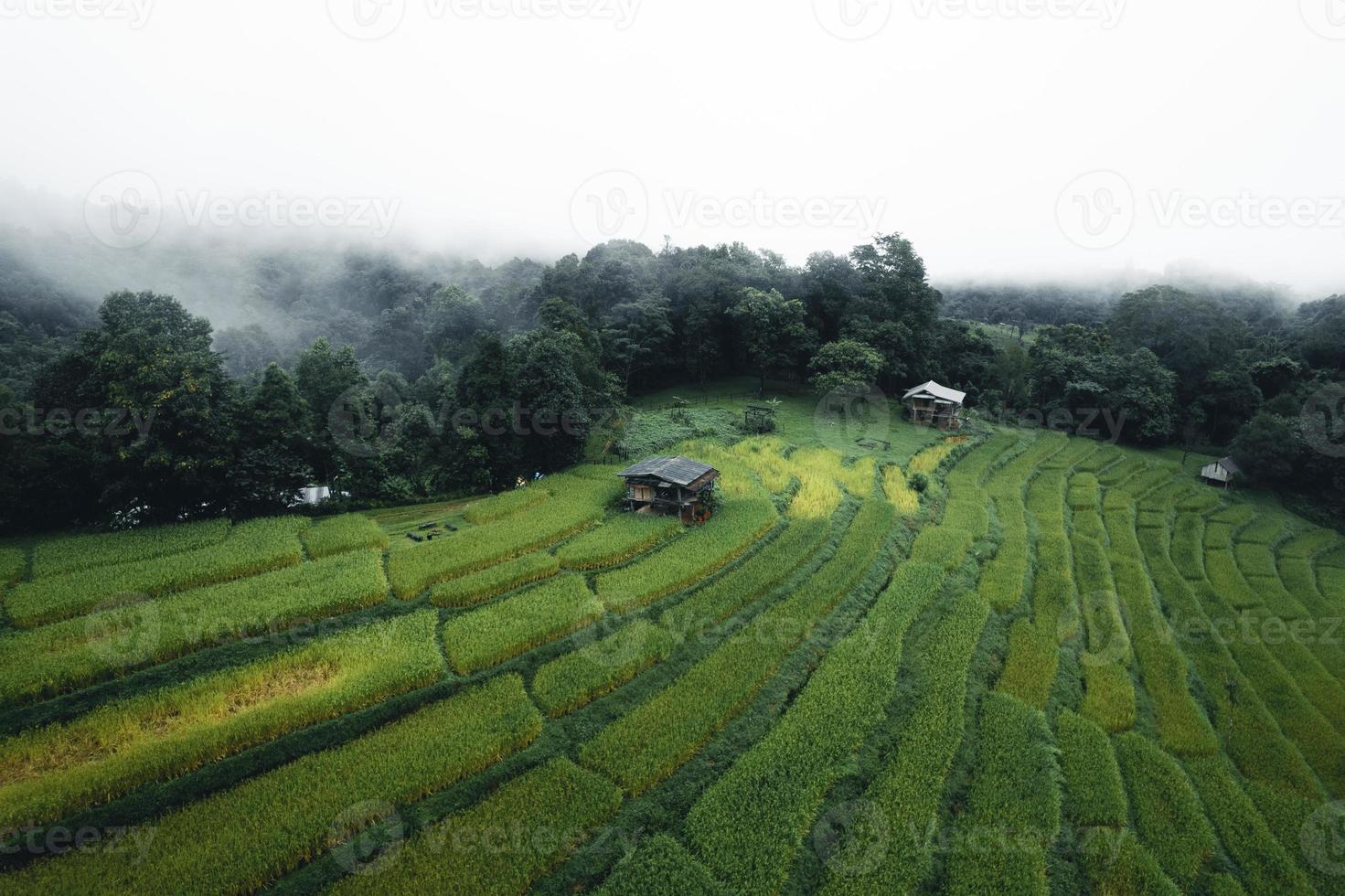 Rice and rice fields on a rainy day photo