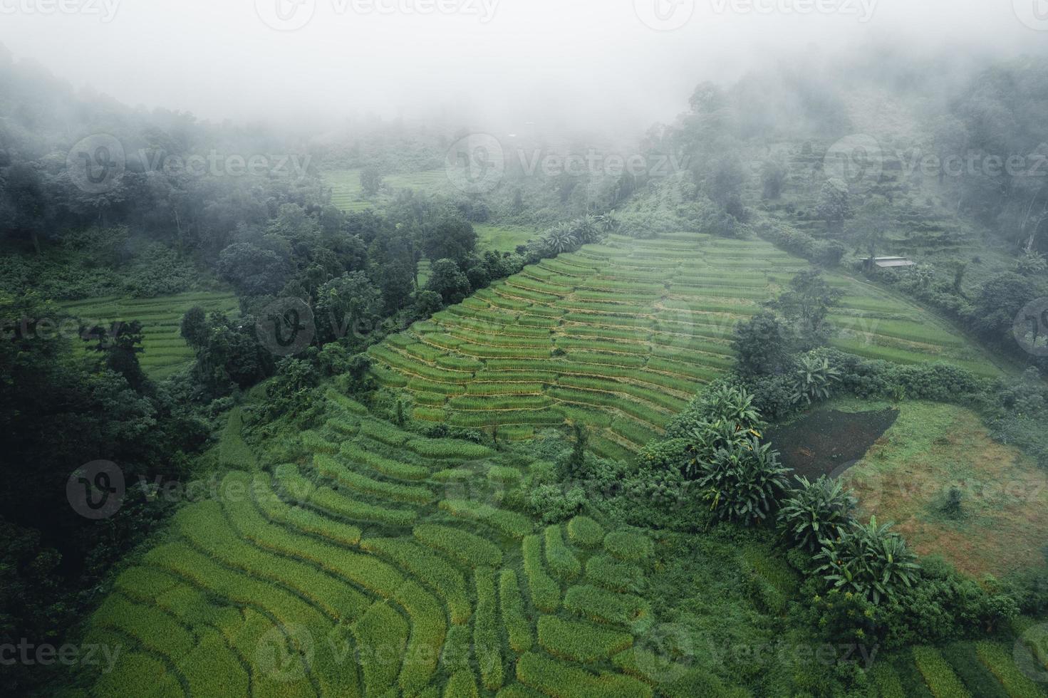 arrozales y campos de arroz en un día lluvioso. foto