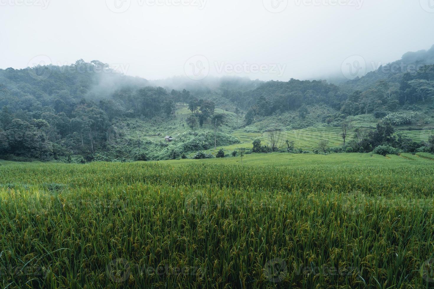 arrozales y campos de arroz en un día lluvioso. foto