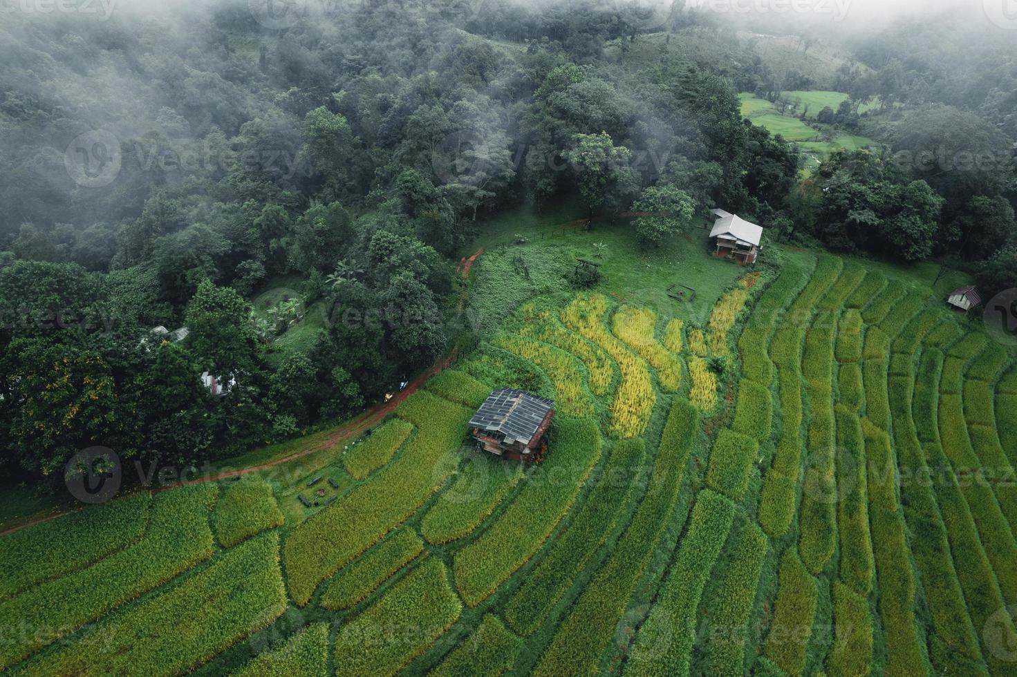 Rice and rice fields on a rainy day photo