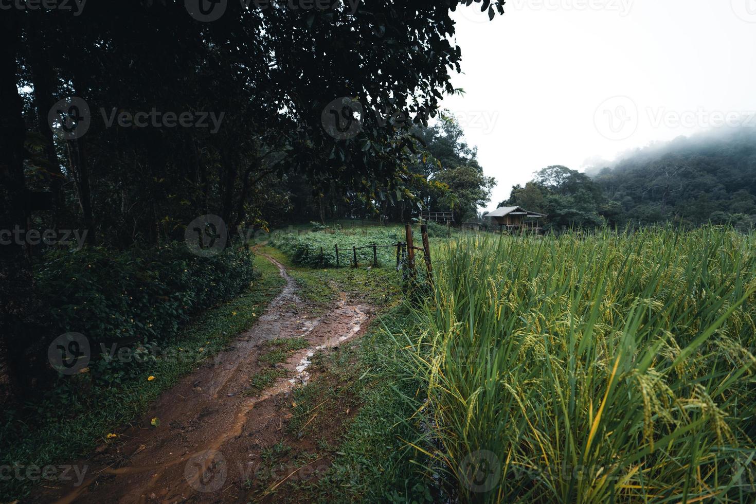 In a wooden hut in a green rice field photo