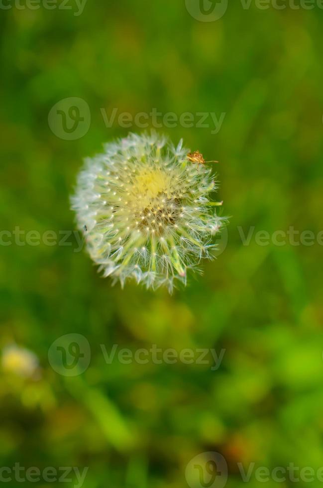 Round dandelion with white down on the field photo