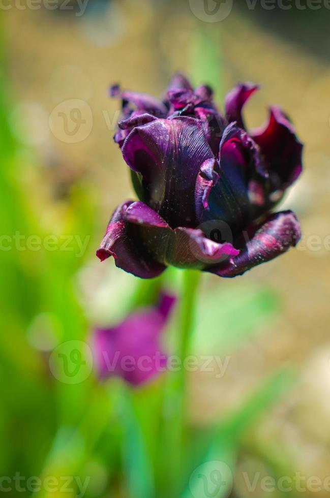 Beautiful fresh black tulip in spring time photo