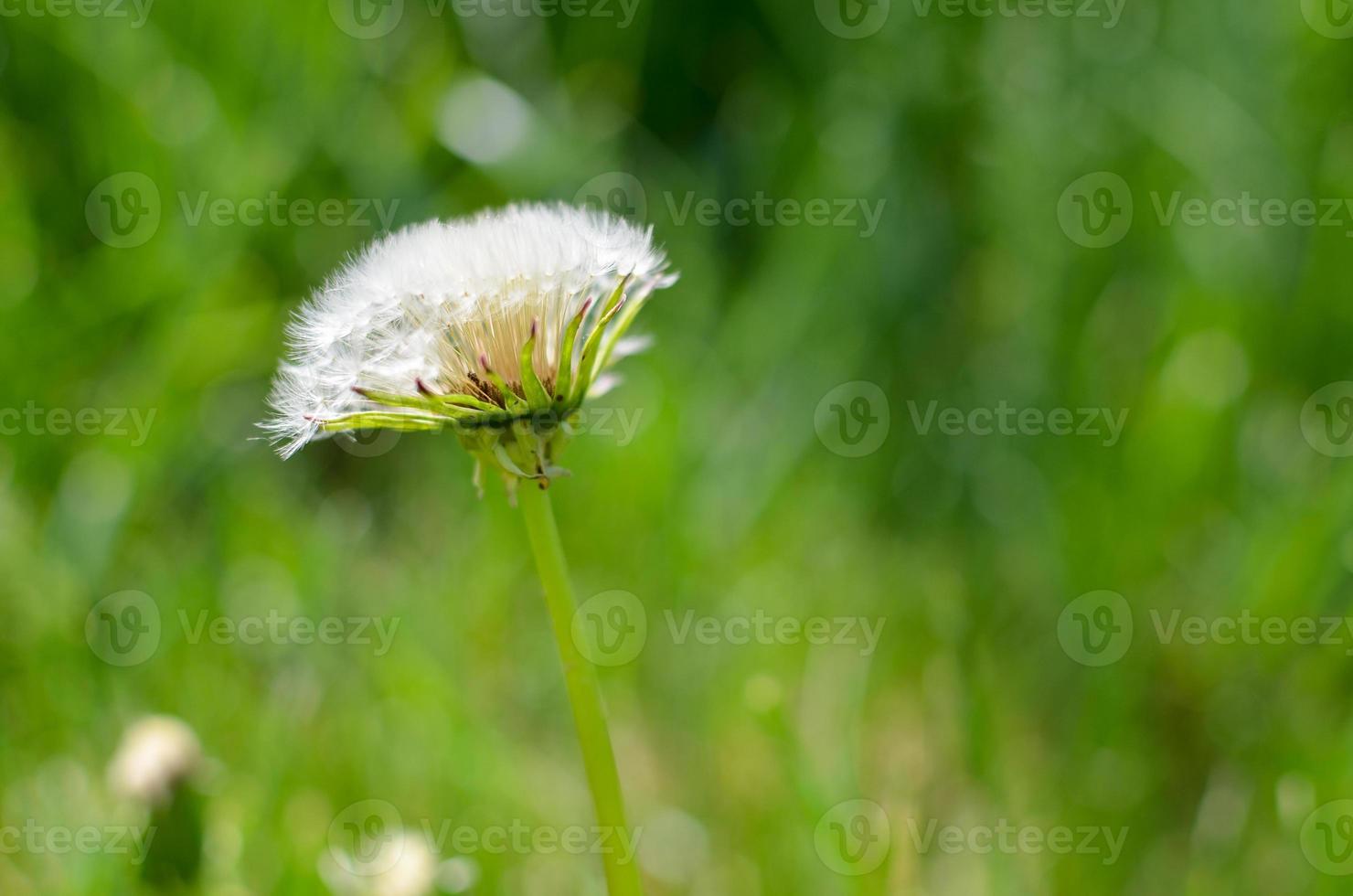 diente de león redondo con blanco en el campo foto