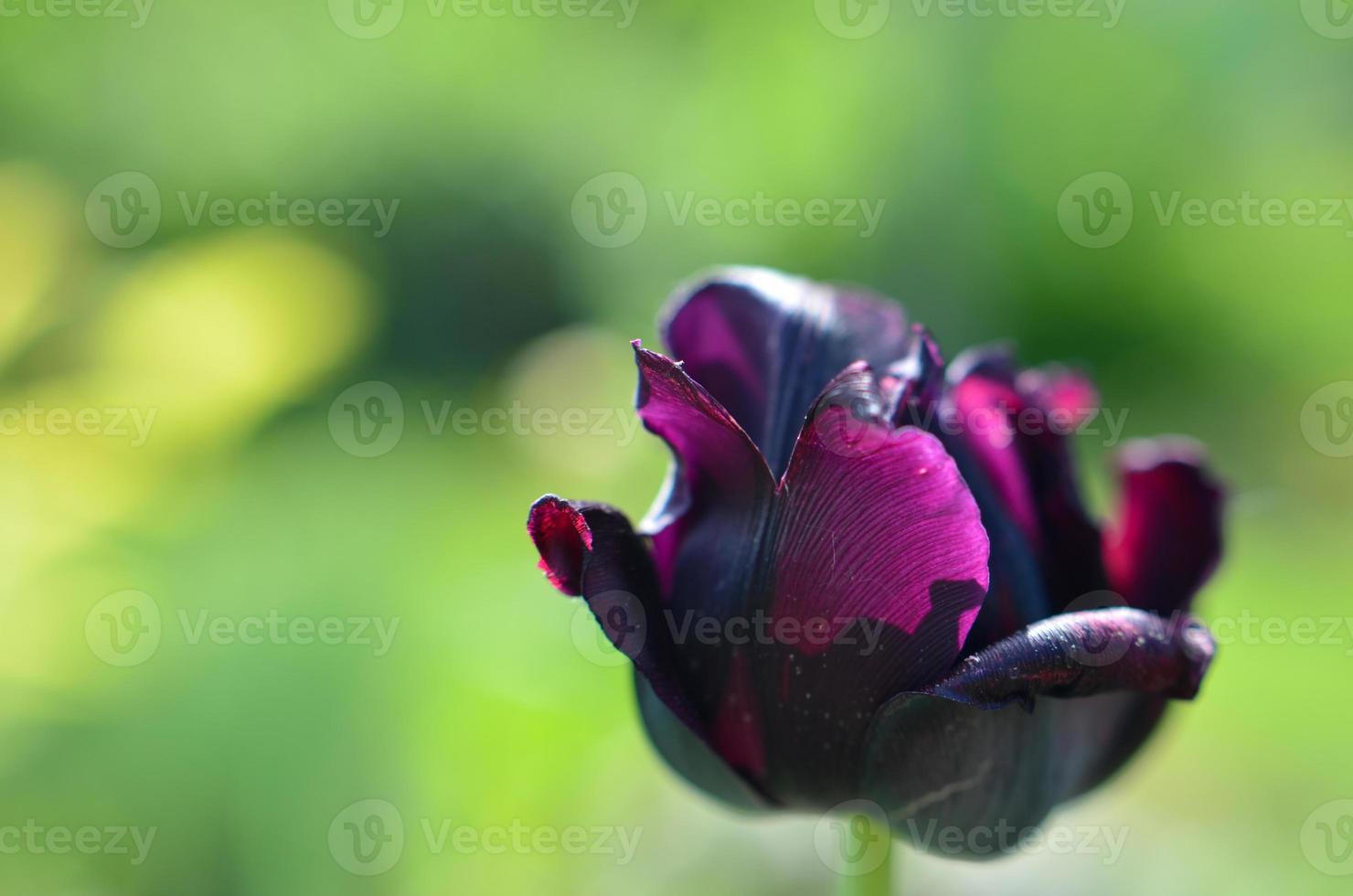 Beautiful fresh black tulip in spring time photo