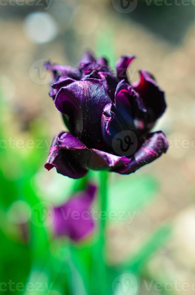 hermoso tulipán negro fresco en primavera foto