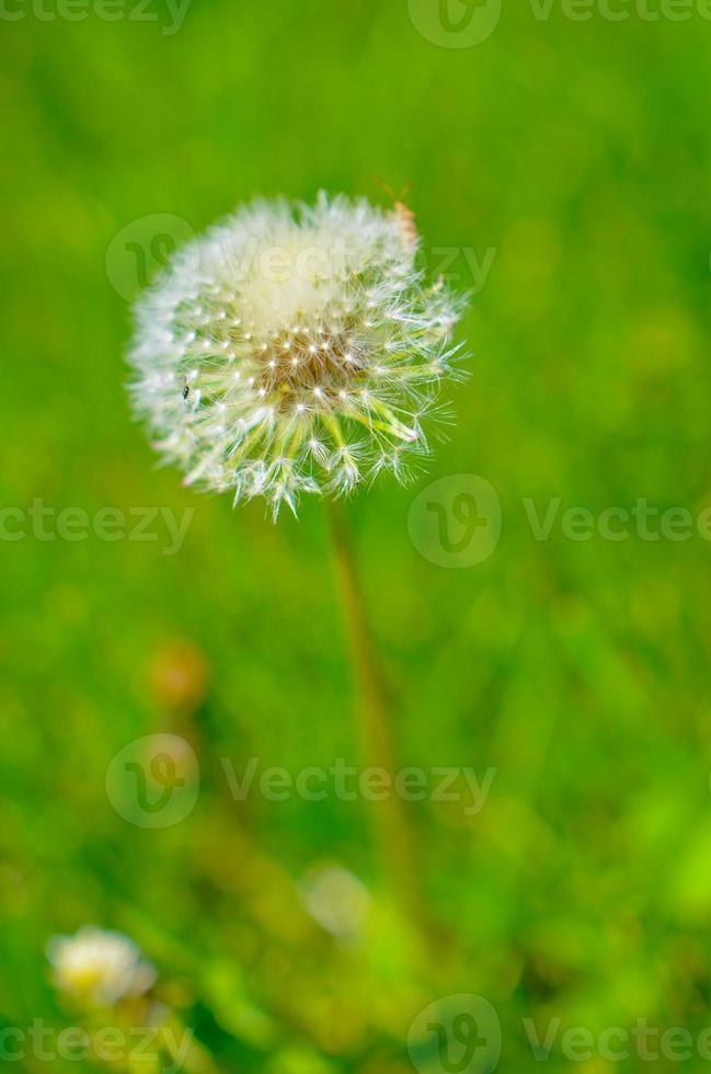Round dandelion with white down on the field photo