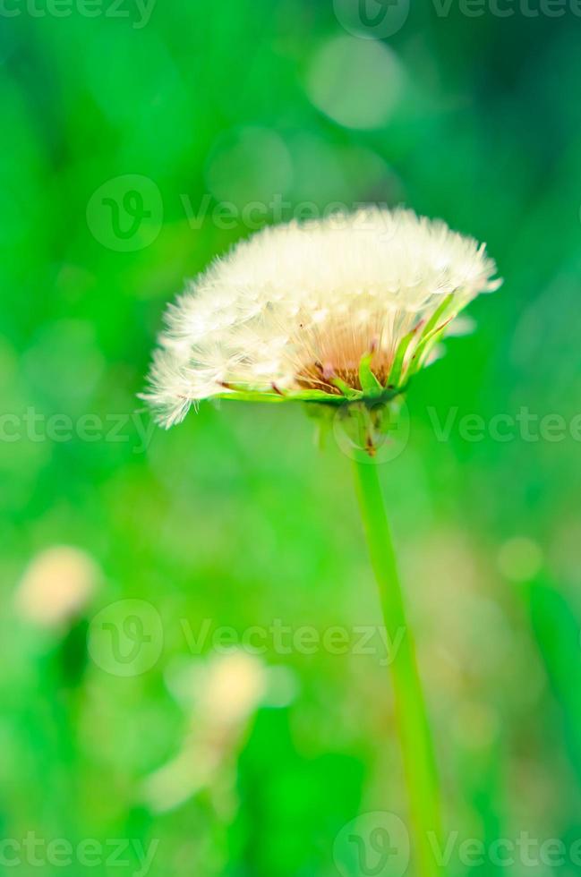 Round dandelion with white down on the field photo