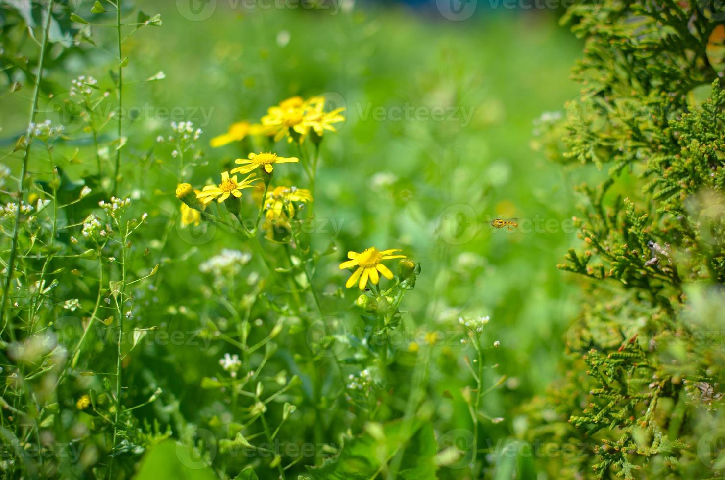 Green field or meadow with yellow flowers and green grass photo