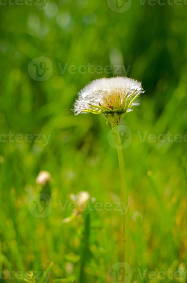 Round dandelion with white down on the field photo