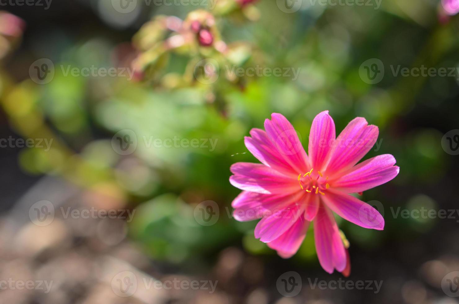 Closeup bright pink rose hip flower, forest blured background with sunbeam photo