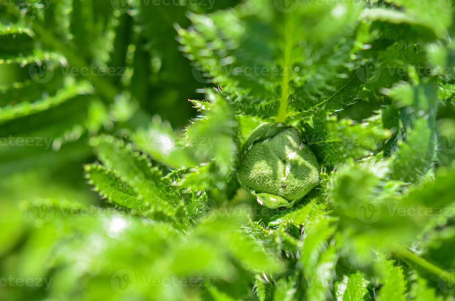 Bud of Poppy flower in Nature Background closeup photo