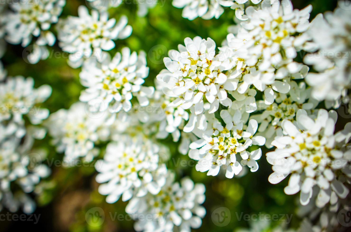 iberis saxatilis, amara o caramelos amargos con muchas flores blancas foto