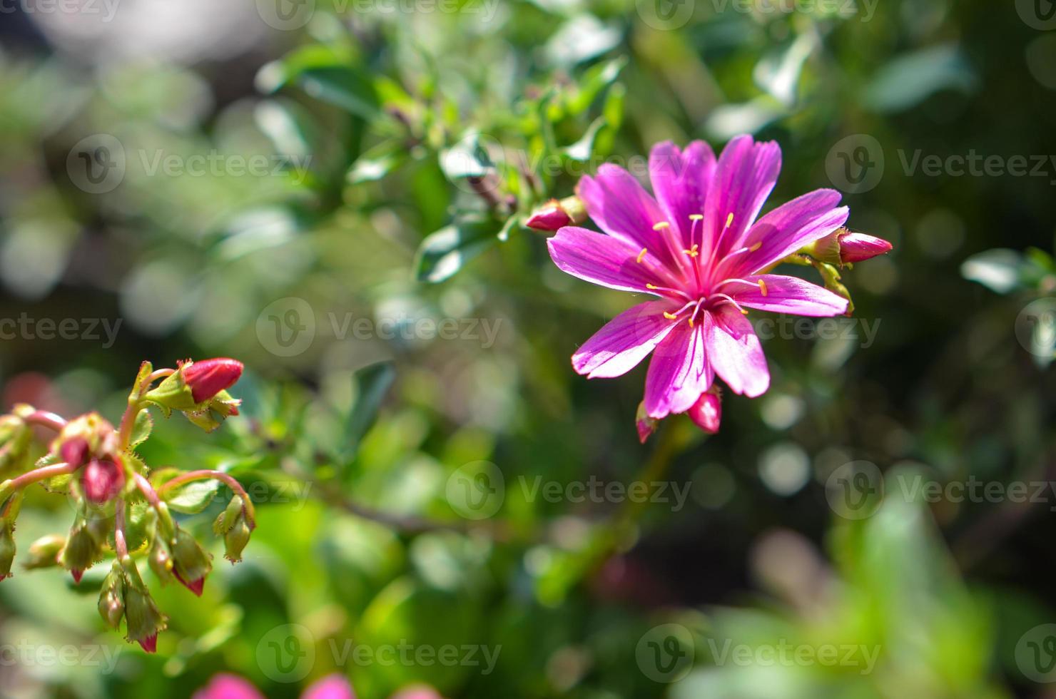 Closeup bright pink rose hip flower, forest blured background with sunbeam photo