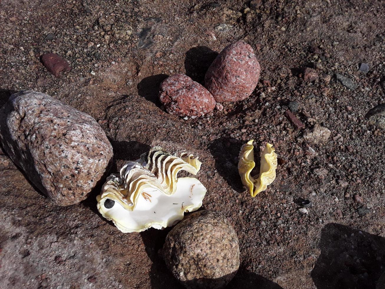 Egyptian seashells in the Red Sea close-up photo