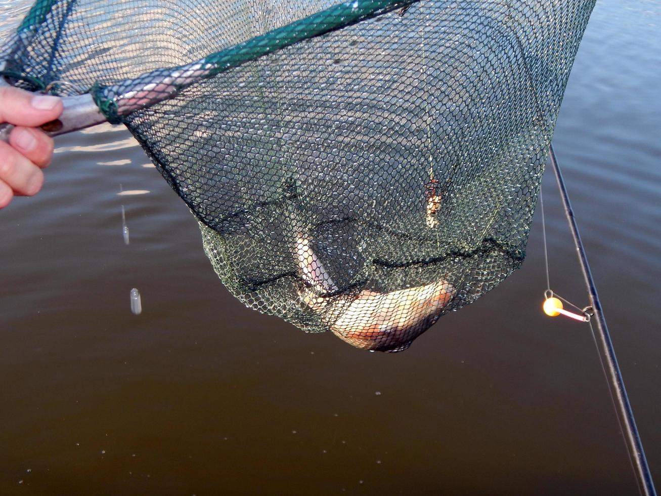 aparejos de pesca para cañas de pescar, flotadores, redes foto