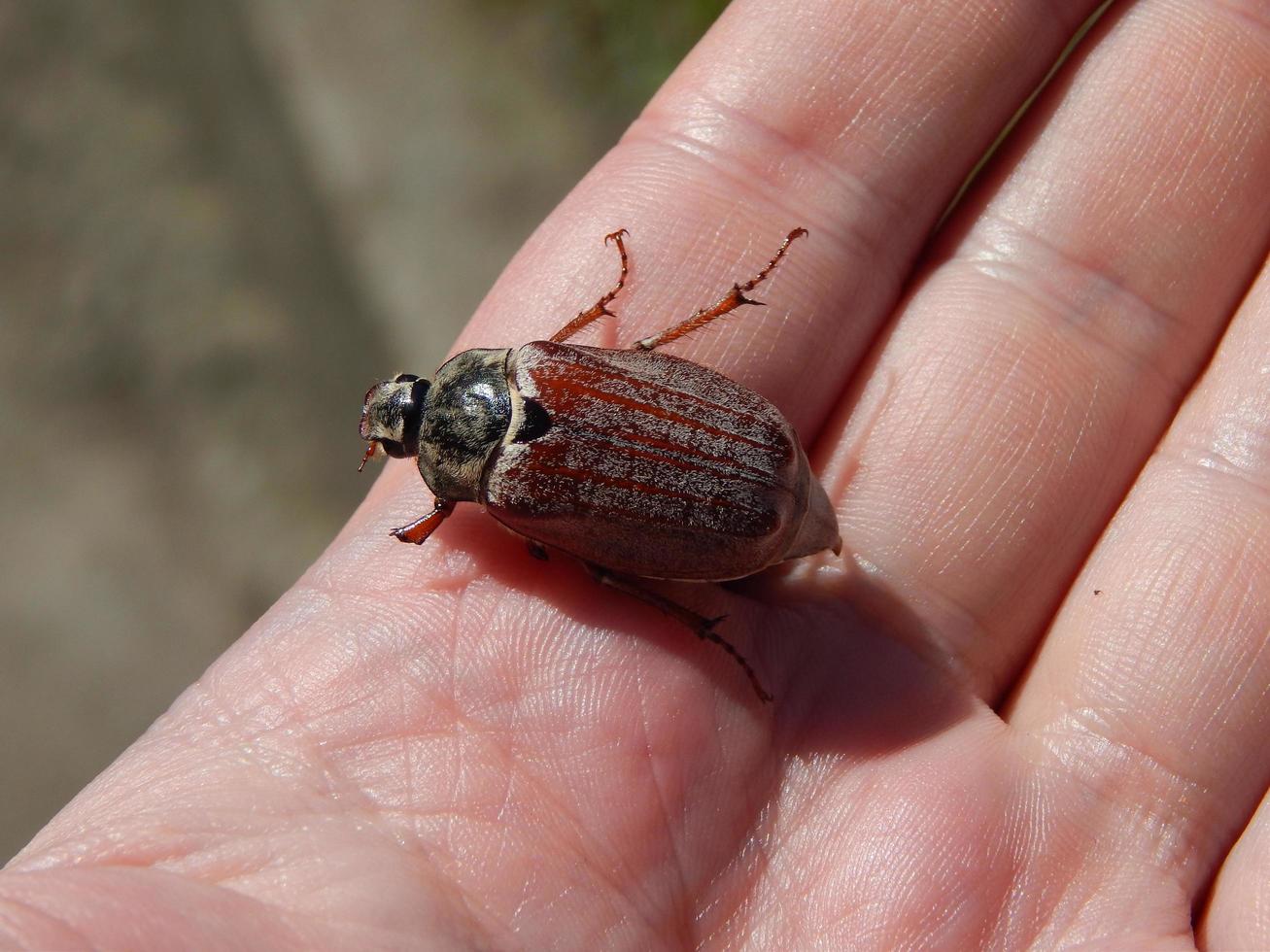 el escarabajo se sienta en la mano foto