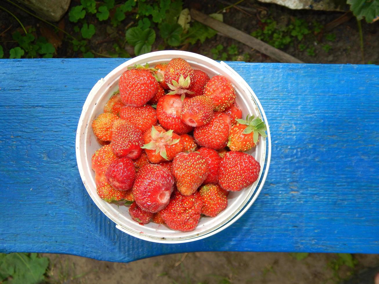 recolectar fresas en el jardín y el huerto foto