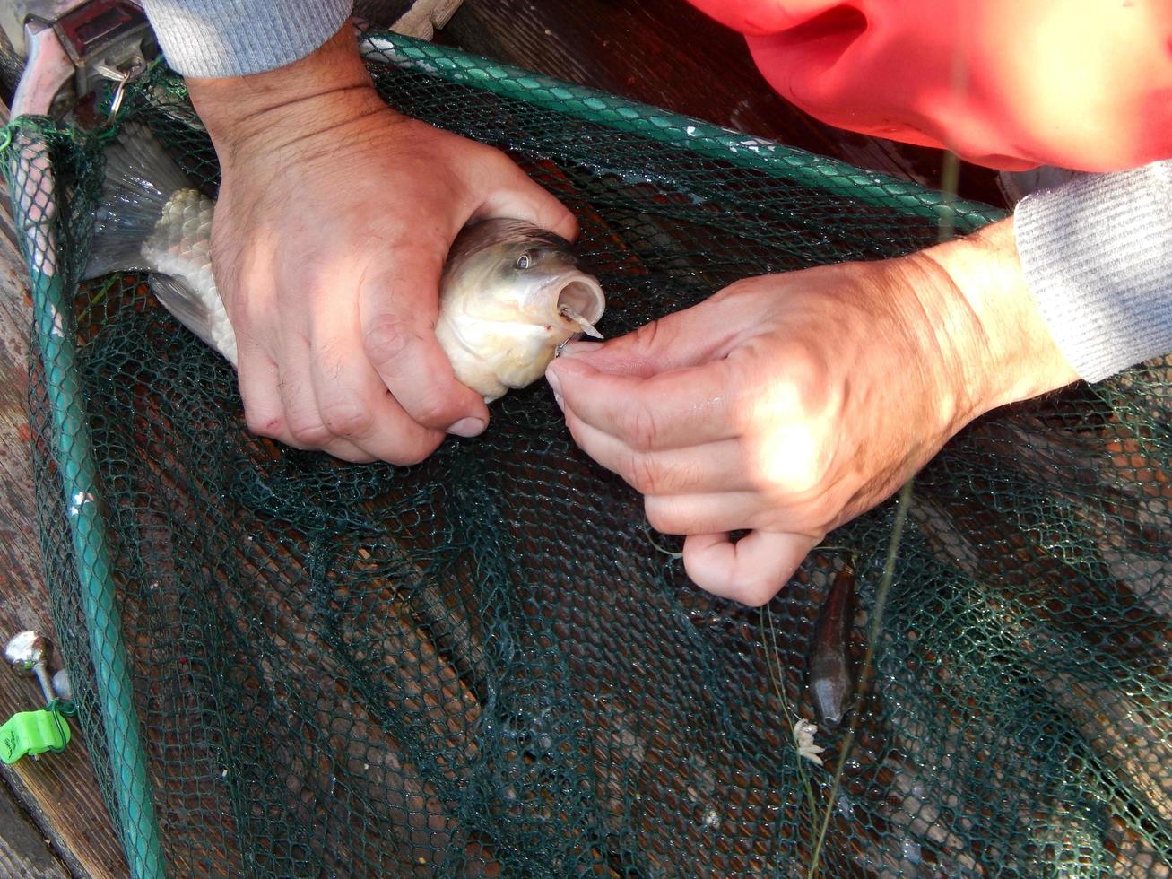 pescando en el lago y peces de río. foto