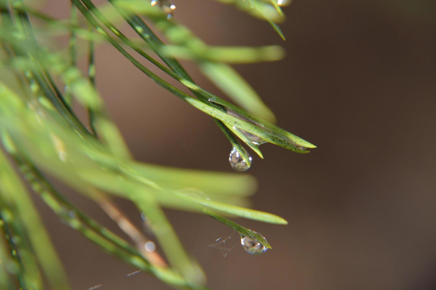 Forest plants and details of trees and bushes photo