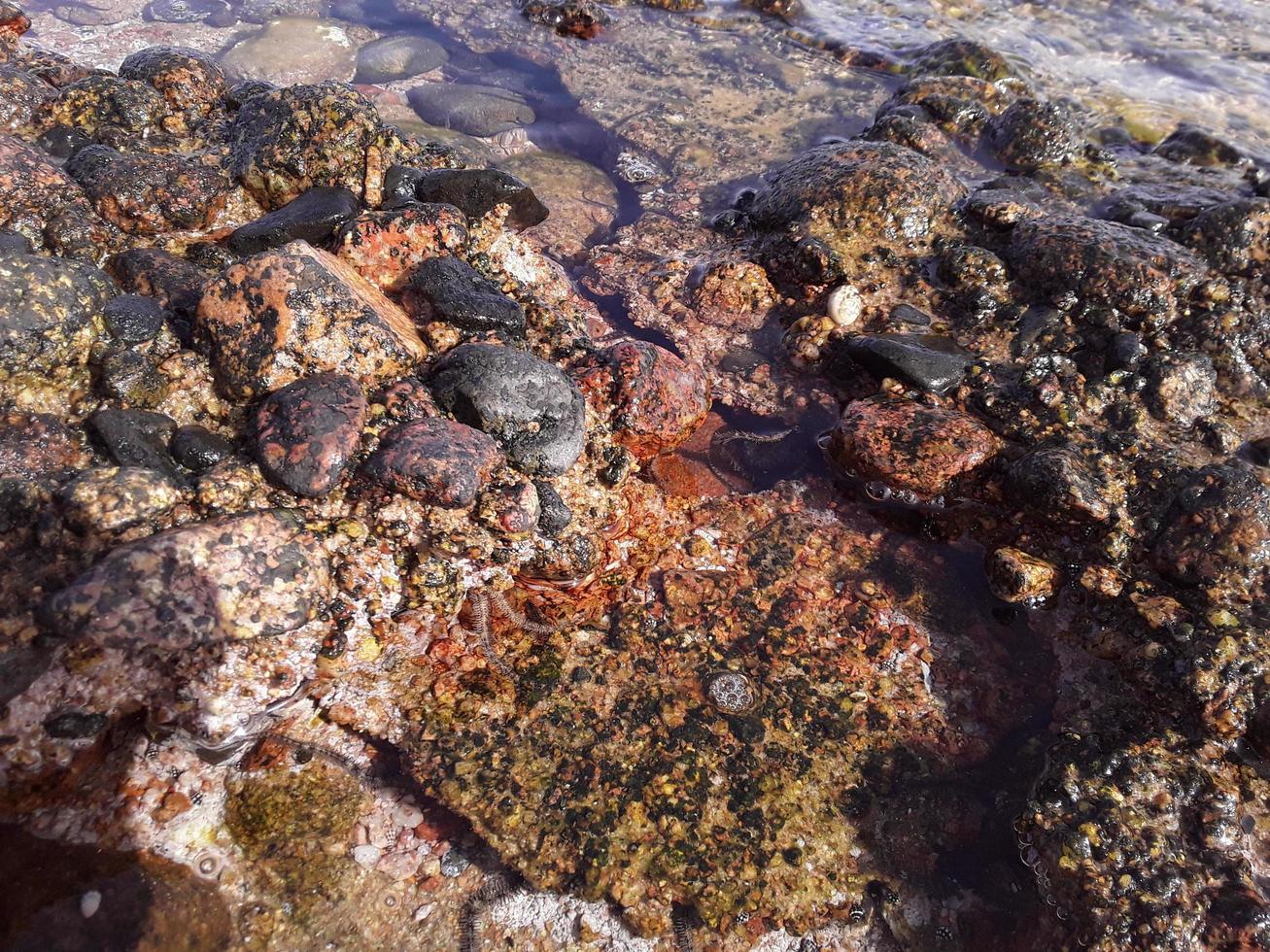 textura de piedra en el mar rojo en el complejo egipcio de sharm el sheikh foto