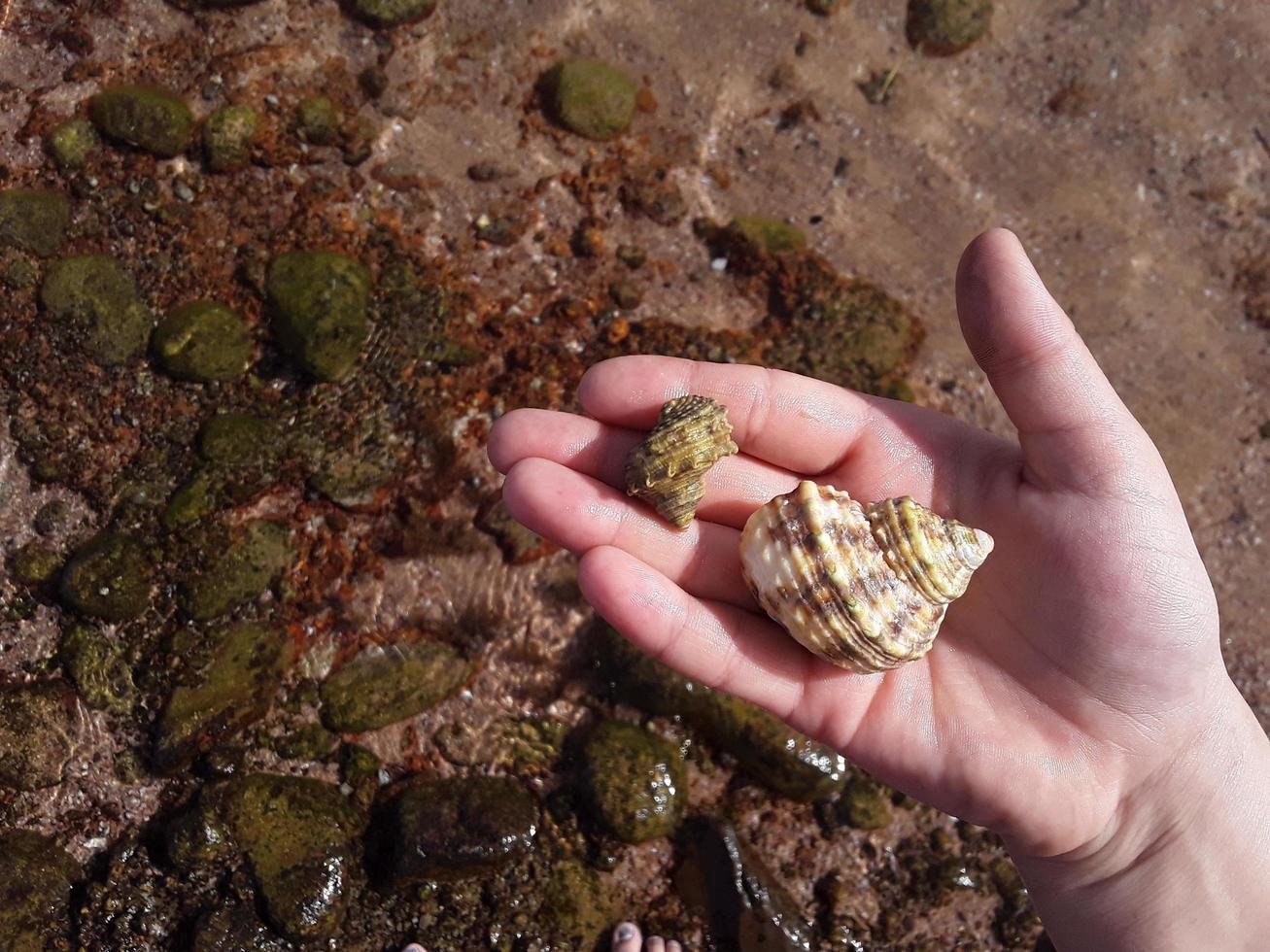 Egyptian seashells in the Red Sea close-up photo