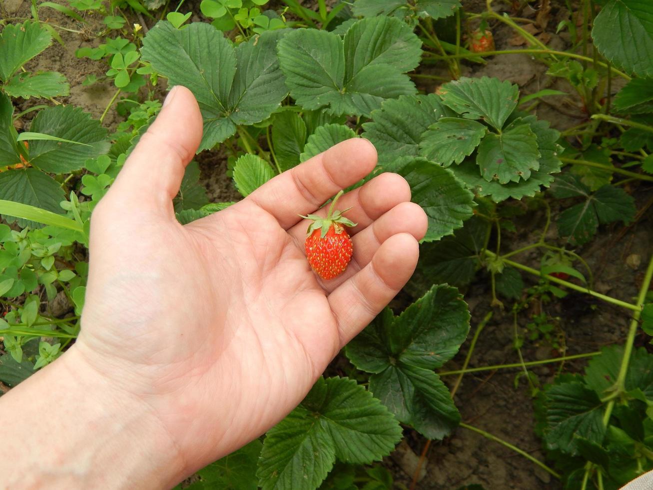 recolectar fresas en el jardín y el huerto foto