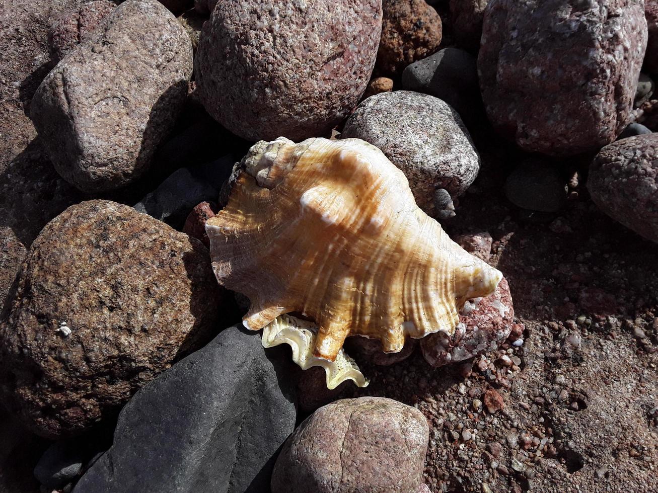 Egyptian seashells in the Red Sea close-up photo